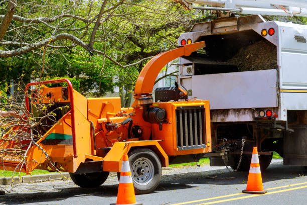 Best Tree Disease Treatment  in Boron, CA